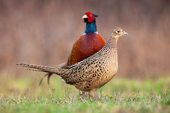 Male and female pheasants on green grass