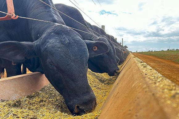 York Ag Feed Calcium in small green container