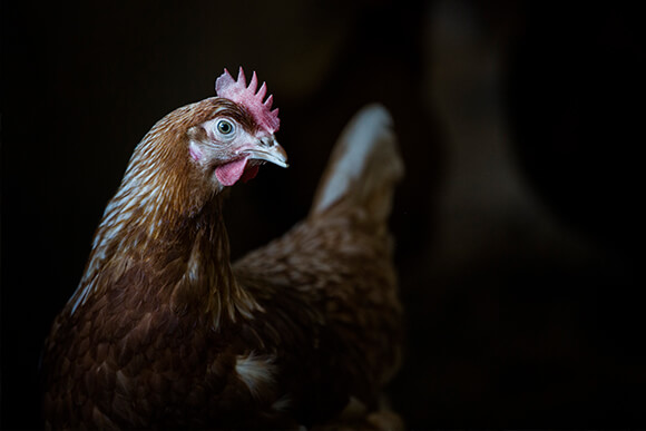 Brown egg layers in commercial poultry house