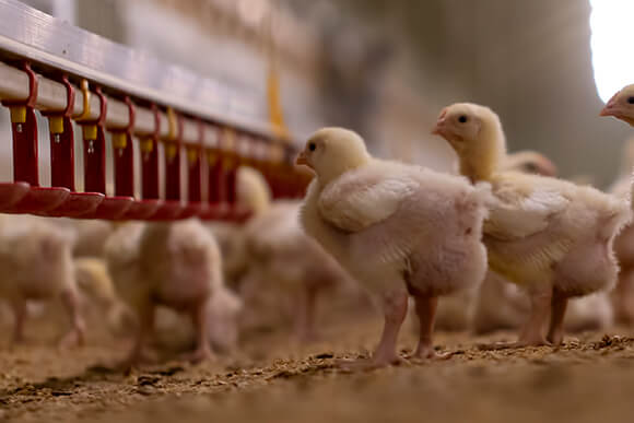 Small yellow chicks in commercial poultry house