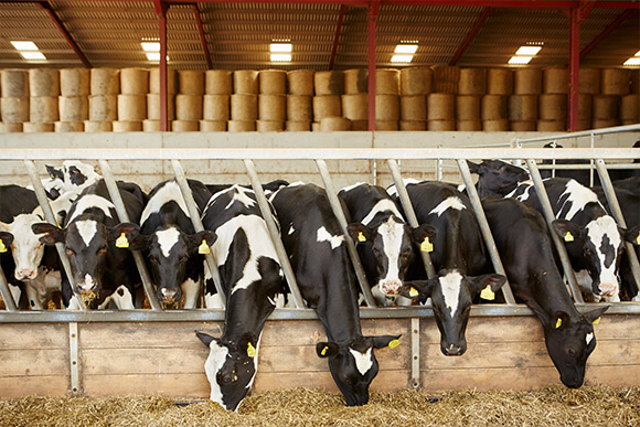 Dairy Cows feeding in dairy farm