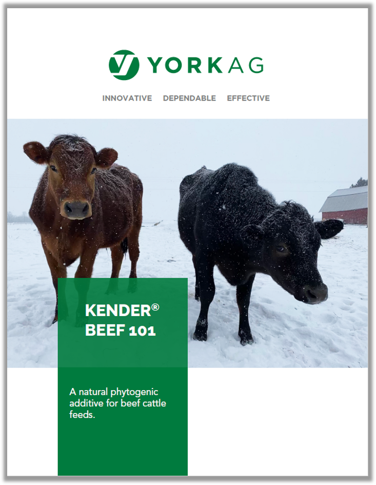 Kender Beef 101 Brochure Thumbnail