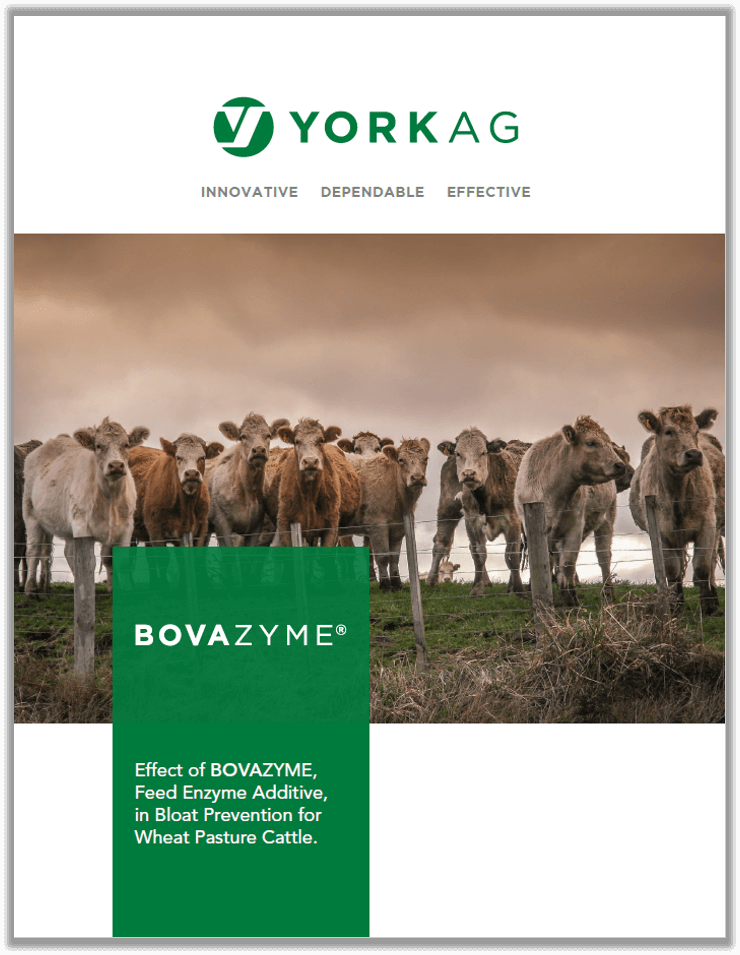 Brochure cover of BOVAZYME Bloat Prevention trial