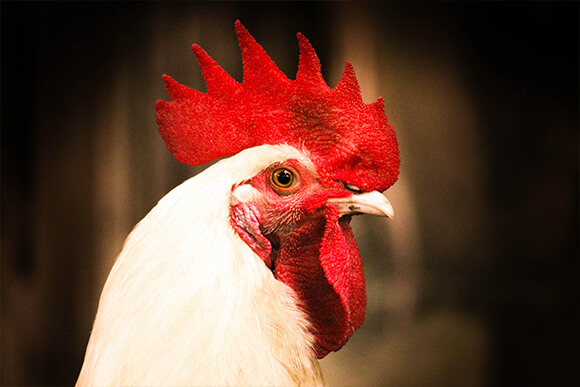 Close up photo of a white rooster