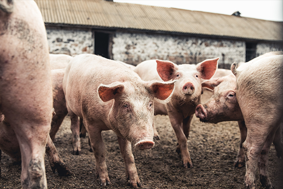 Swine heard feeding in pig farm