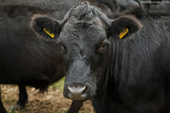 Close up of black cattle outdoors