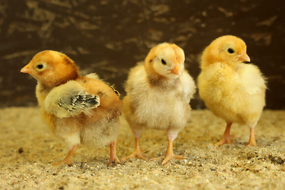 Three yellow chicks ready to be fed