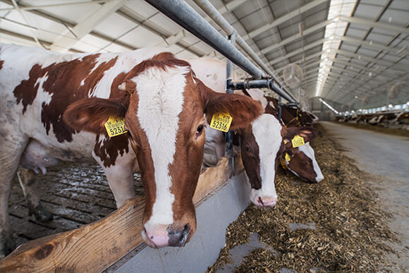 White and brown dairy cows