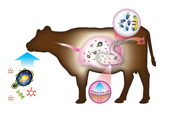 Hilyses, the bionic prebiotic yeast