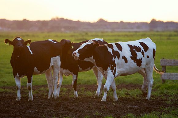 RYEAST40 yeast feed additive