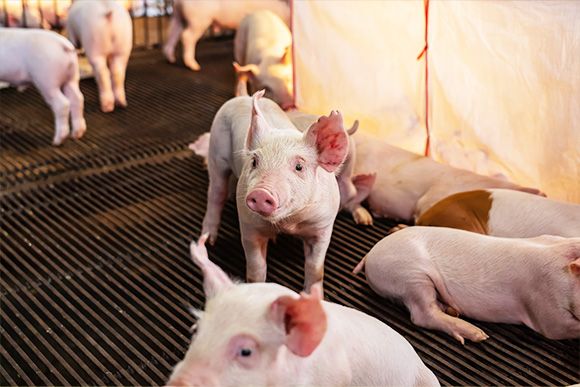 Pink sow and its pigles feeding