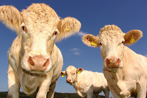 Two white cattle feeding oudoors