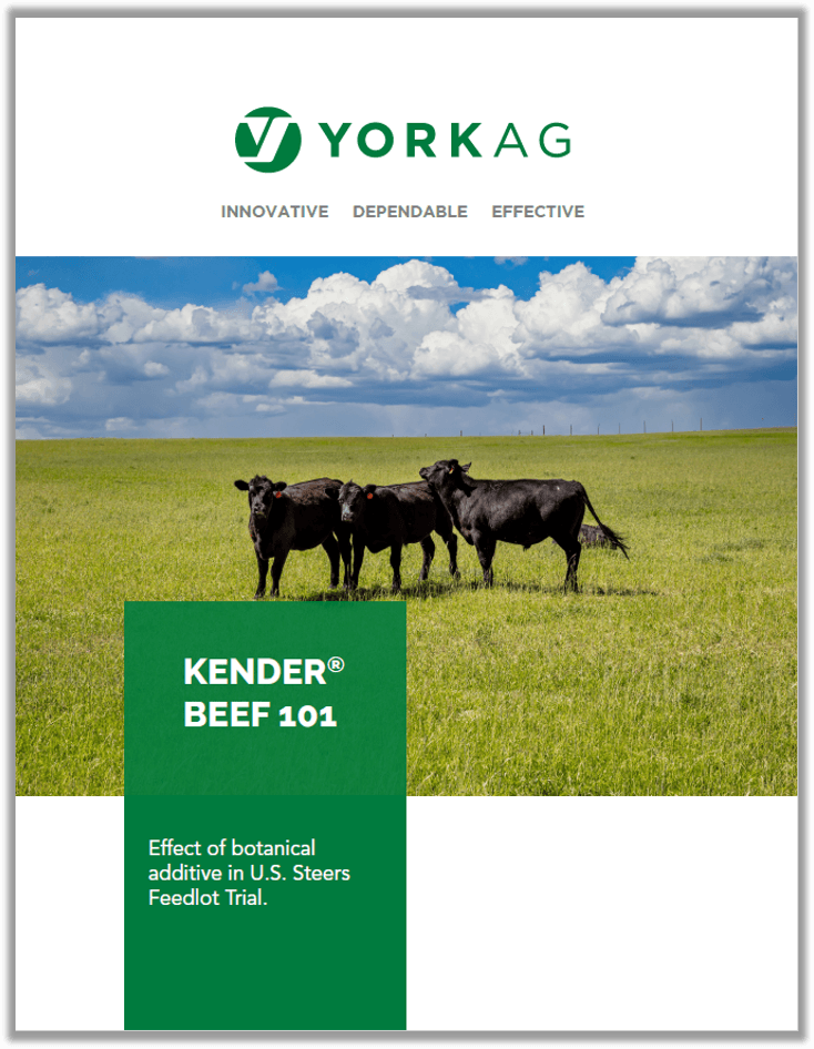 Kender Beef 101 US Steers Feedlot Trial Brochure Thumbnail