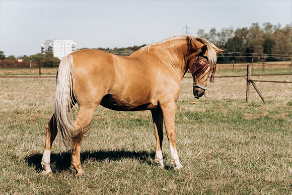 Beige horse standing outdoors