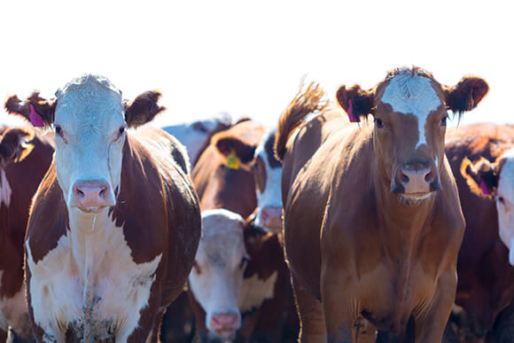 A herd of brown and white beef cattle