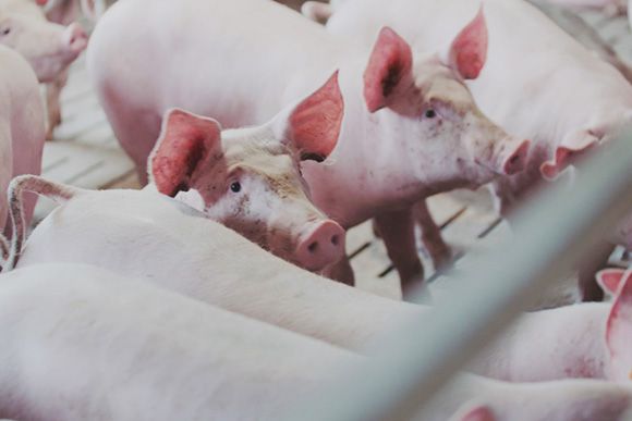 PHYTOZEN® feed additive for swine