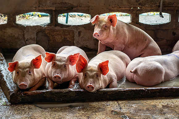 Swine heard laying fown in pig farm