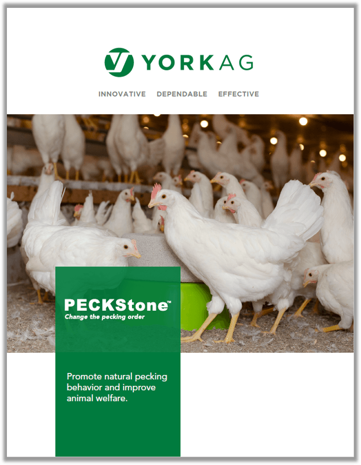 Brochure Cover of PECKStone, poultry enrichment tool