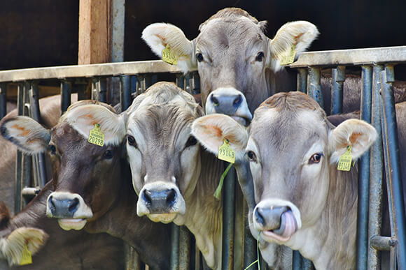 Dairy cows feeding in dairy farm