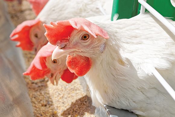 White hens inside cage, feeding