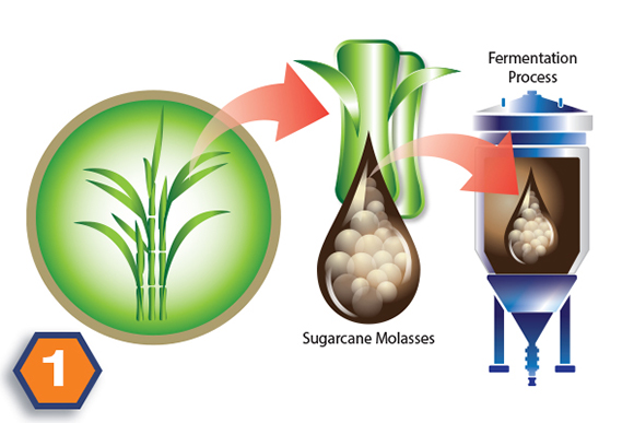 Hilyses, the bionic prebiotic yeast