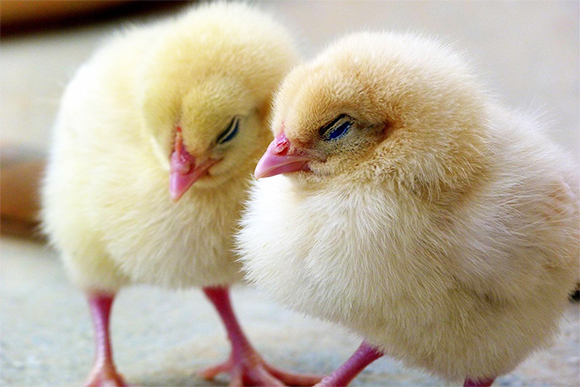 Two yello chicken broilers 
