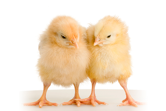 Two small yellow chicks in front of a whie background