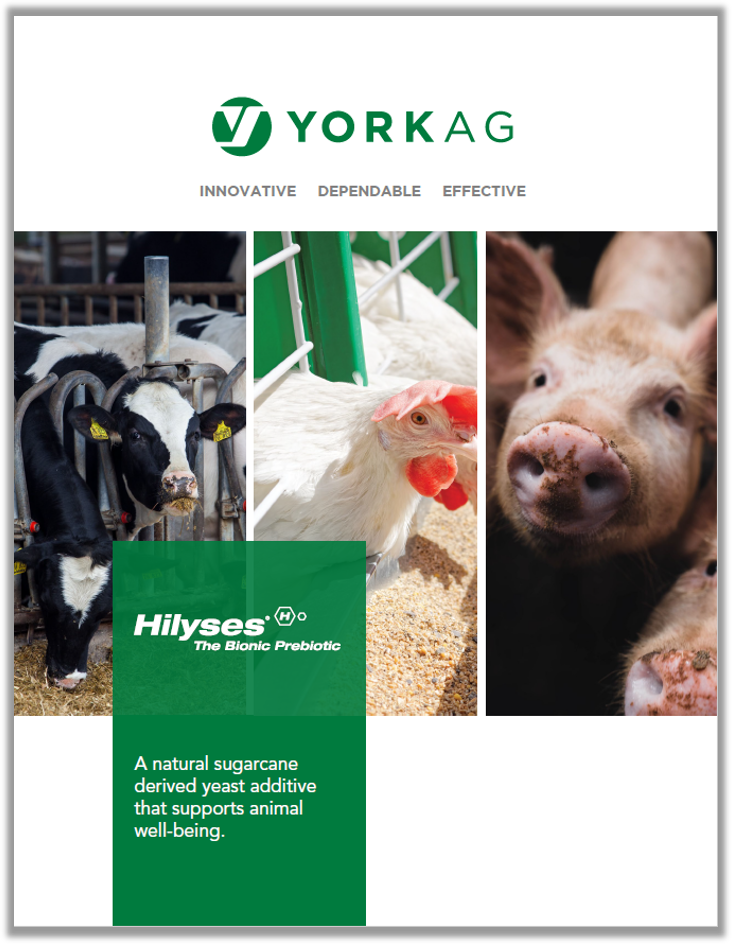 Hilyses Brochure Cover with Multiple Species