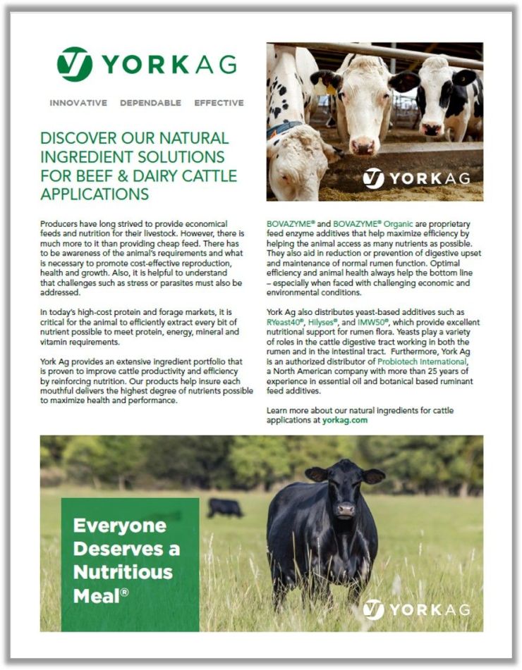 York Ag Dairy Holistic Solutions Thumbnail